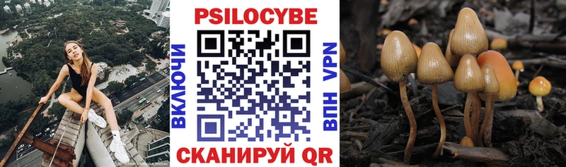 Галлюциногенные грибы Psilocybine cubensis  Карачаевск 